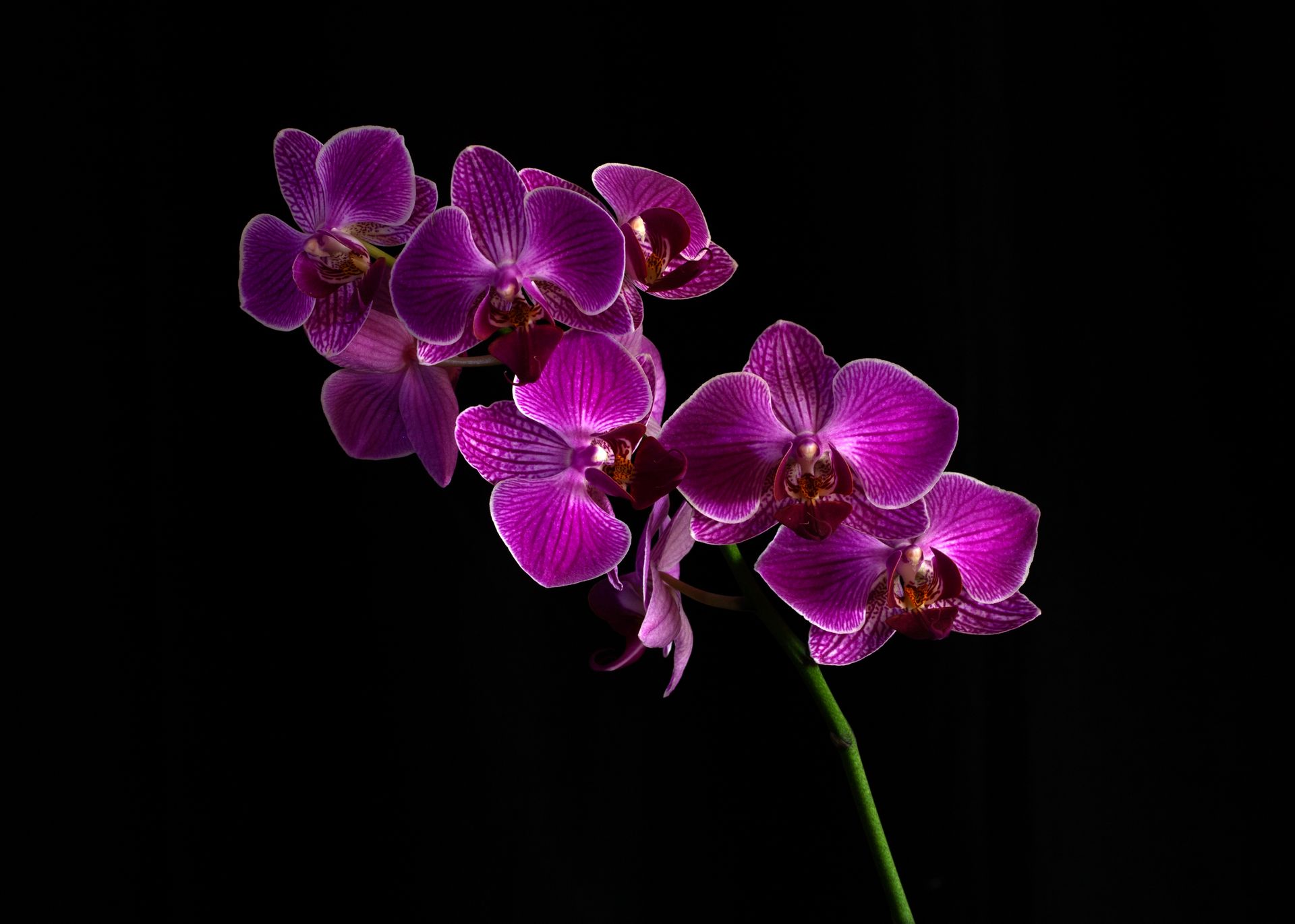 Fioletowe orchidee na czarnym tle