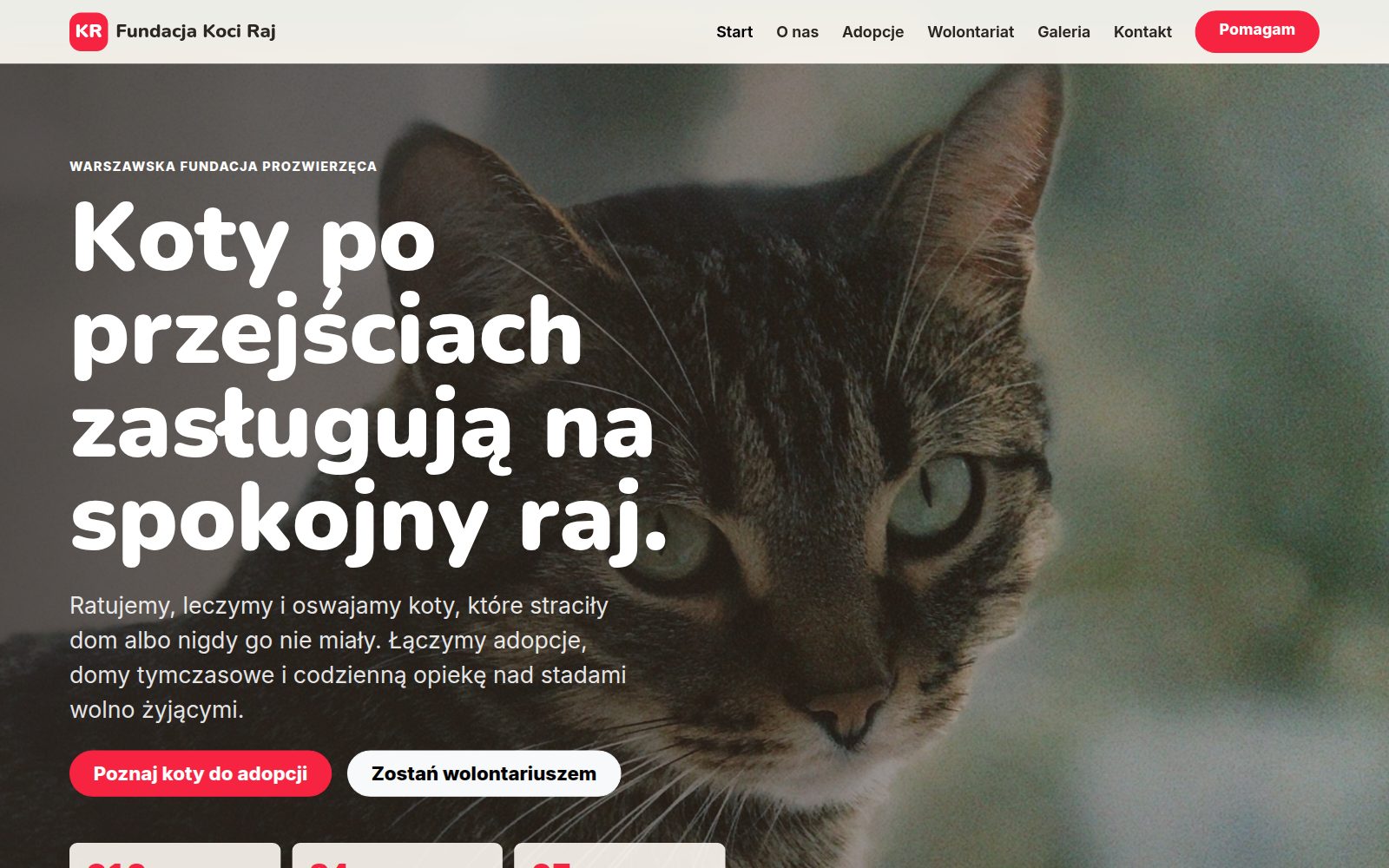 Zrzut ekranu: Fundacja Koci Raj